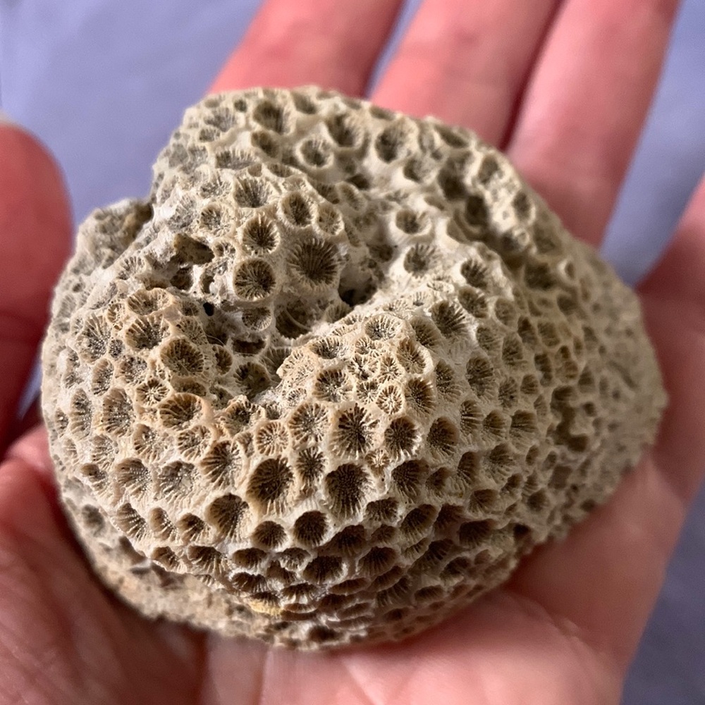 SALE!! Honeycomb coral authentic fossil